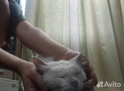 Ласковый котенок