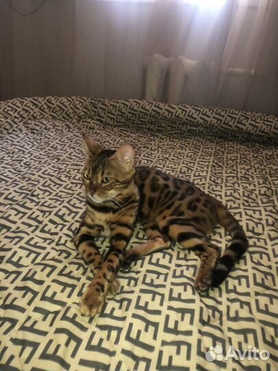 Бенгальская кошка