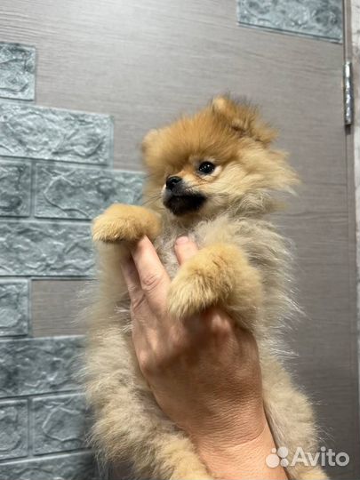 Щенки шпица