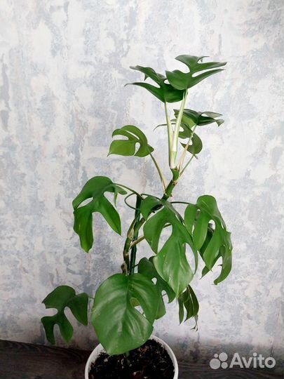 Рафидофора Монстера минима