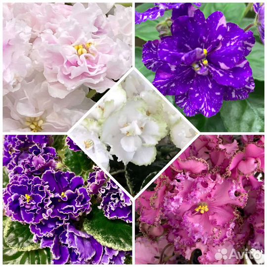 Фиалка детки