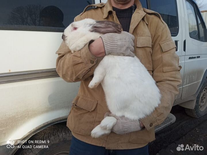 Кролик великаны