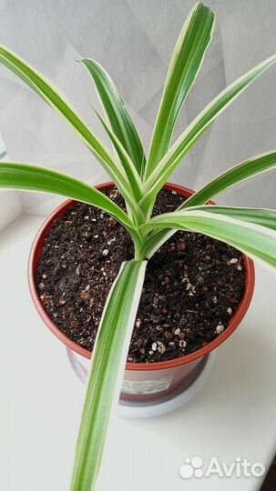 Хлорофитум