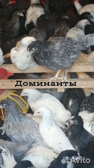 Куры несушки