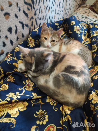 Котята игривые