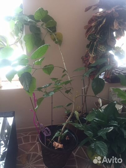 Домашняя Роза в горшке