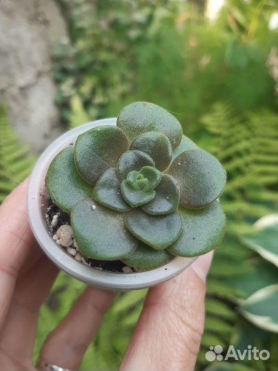 Суккуленты 1
