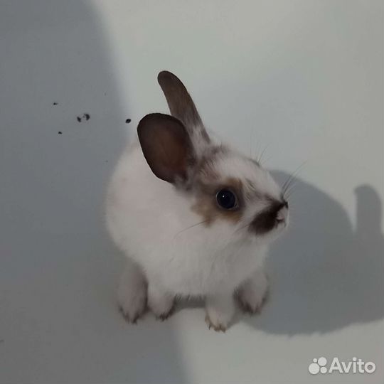 Декоративный кролик