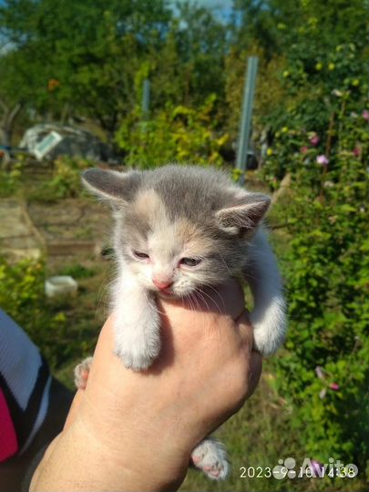Котята
