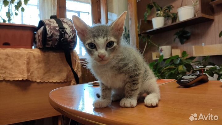 Котёнок сфинкс браш
