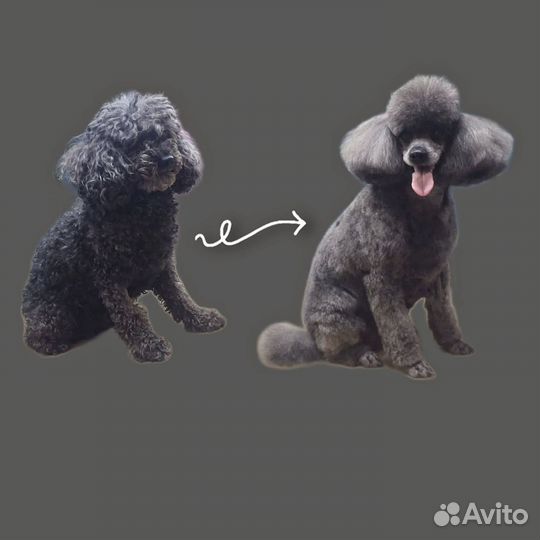 Стрижка, экспресс-линька собак в груминг салоне