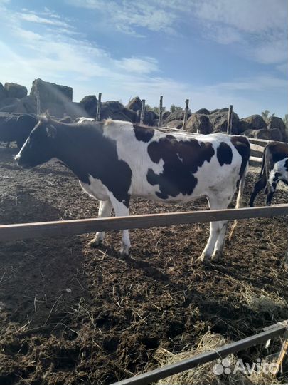 Продаю стальные тёлки