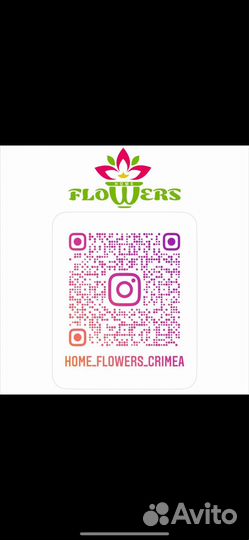 Пальма юкка