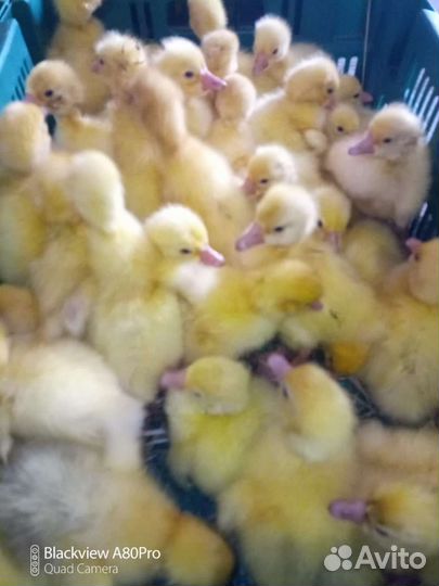 Гусята суточные