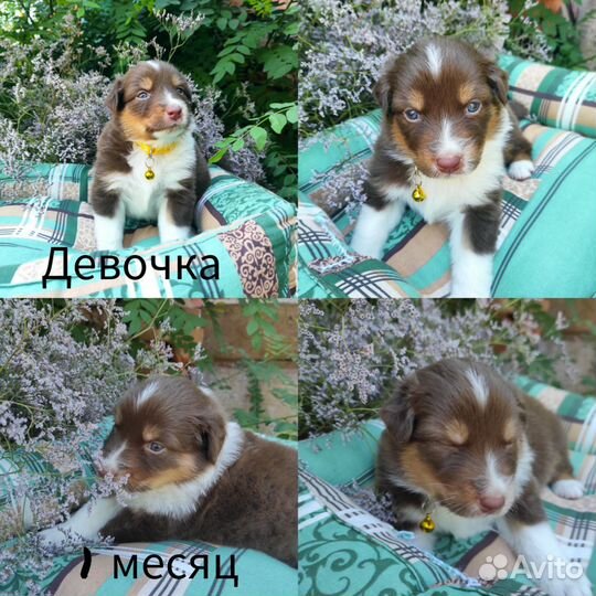 Щенки аусси