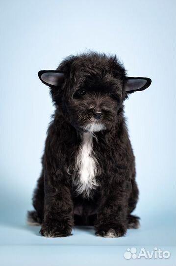 Щенки китайской хохлатой собаки