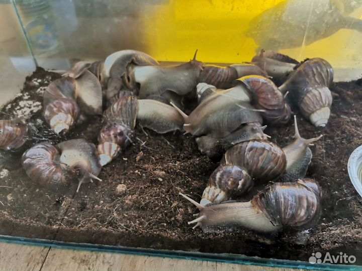 Улитки ахатины с аквариумом