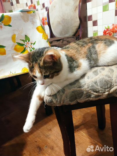 Кошка в дар