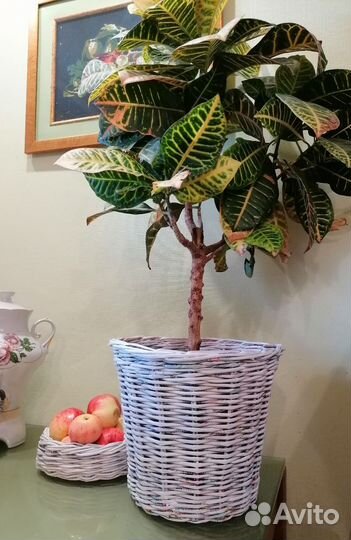 Кашпо горшок для цветов