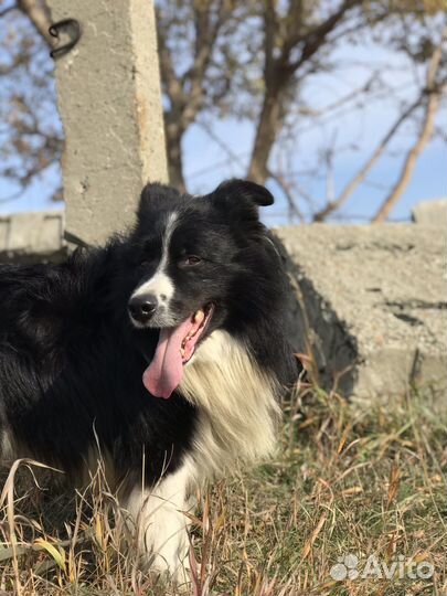 Бордер Колли вязка