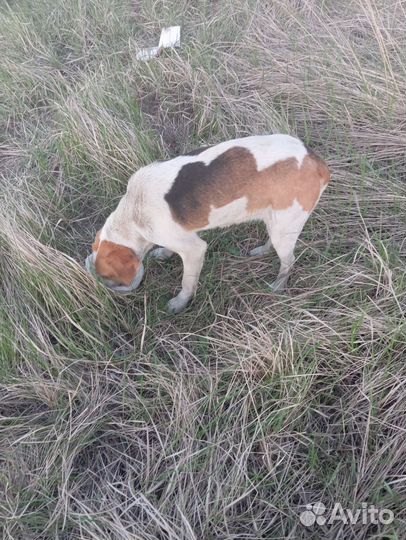 Русская пегая гончая