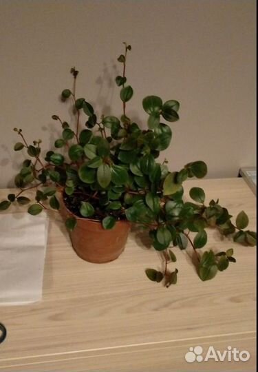 Комнатные цветы