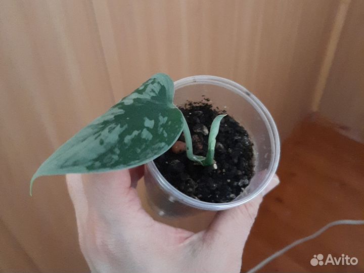 Сциндапсус сильвер сплеш