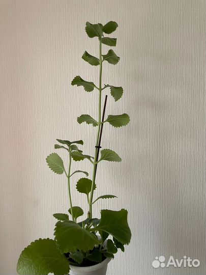 Комнатная мята