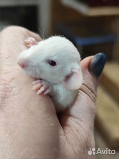 Крысята & мышата