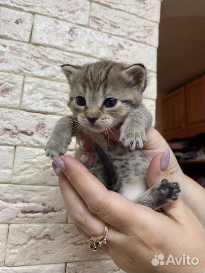 Котята бесплатно