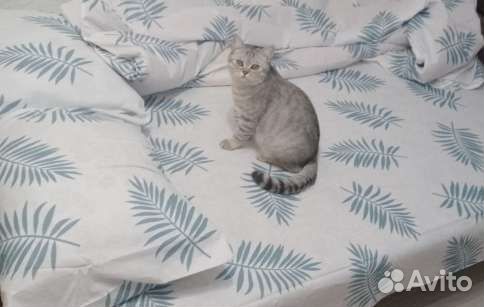 Шотландская