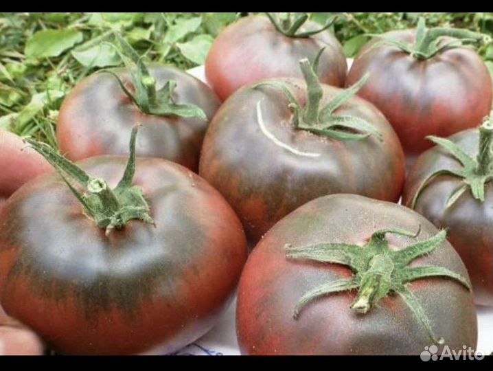 Помидор семена Черный русский