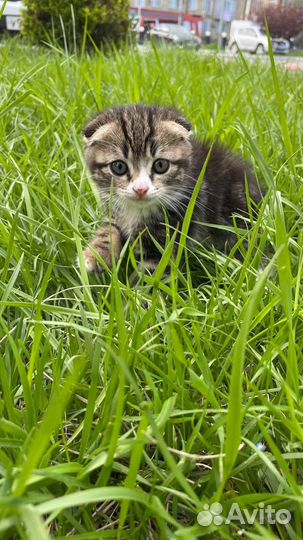 Шотландский котенок