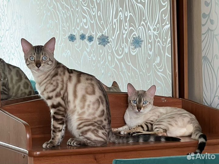 Бенгальские котята