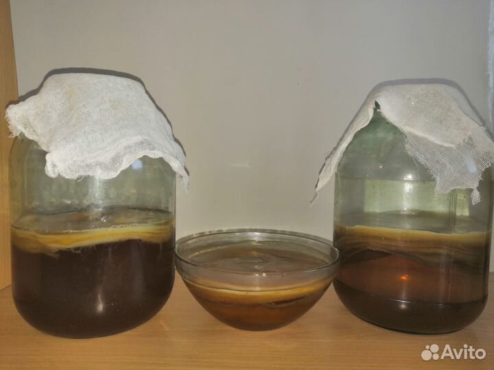 Чайный Гриб