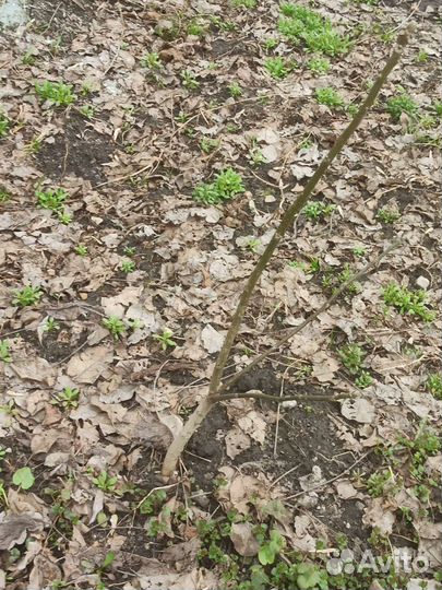 Грецкий орех саженцы