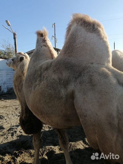 Верблюды калмыцкой породы