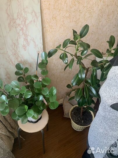 Пеперомия туполистная