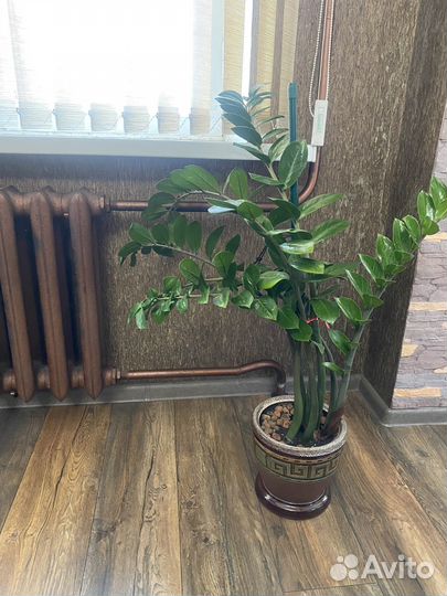 Замиокулькас