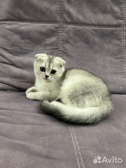 Британская шиншилла смесь