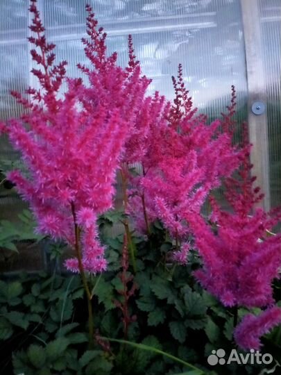 Спирея Голд флейм