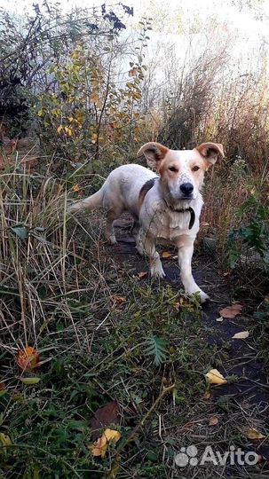 Мальчик полутакс