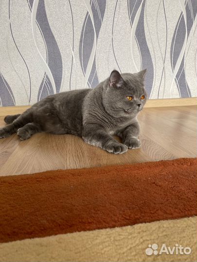 Британская