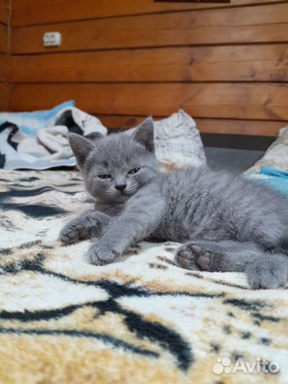 Британская