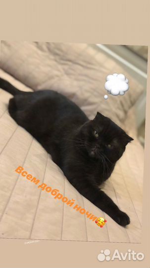 Британская кошка бесплатно