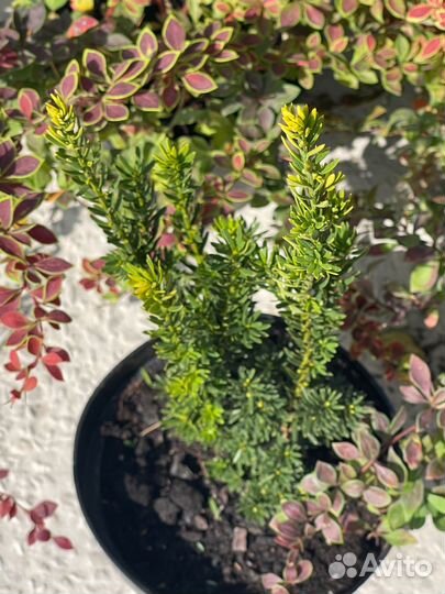 Тис средний Хилли (Hillii) колоновидный