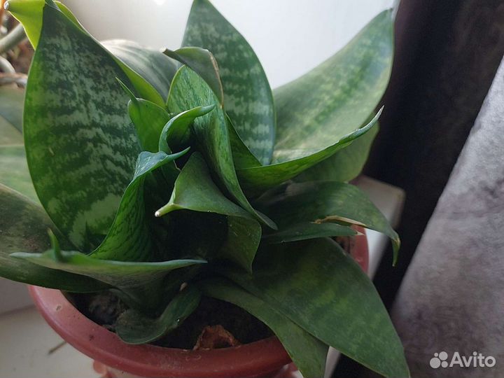 Сансевиерия