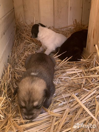 Щенки помесь