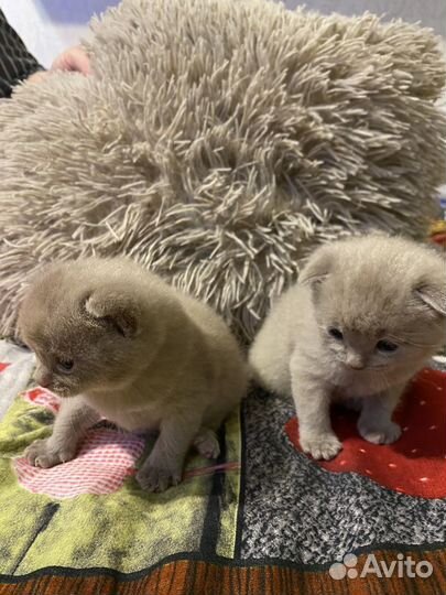 Британские котята