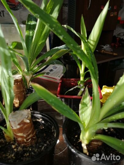 Юкка, деффинбахия, домашняя мята, алоэ